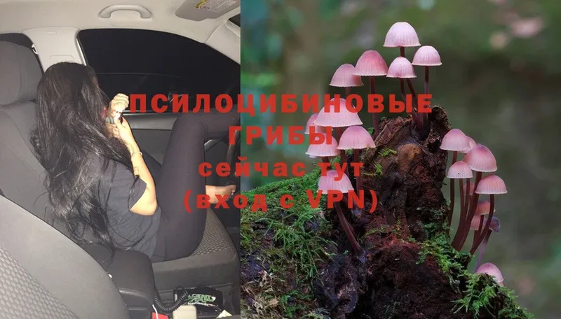 Псилоцибиновые грибы Psilocybe  Змеиногорск 